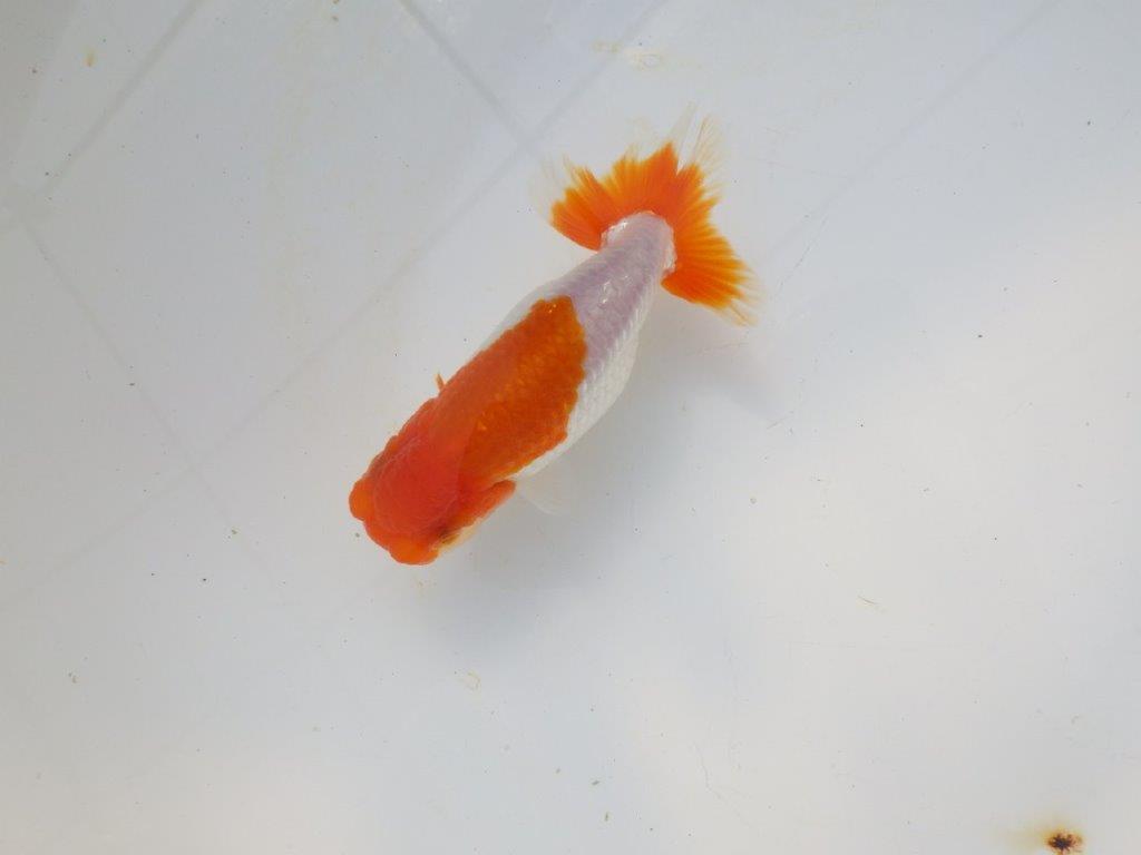 【愛知超優良系統 】メリハリのある綺麗な更紗明け二歳らんちゅう約12cm メス？