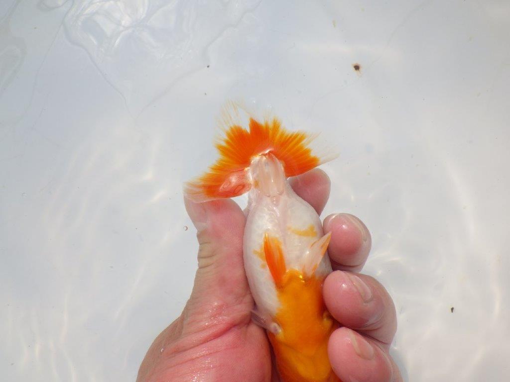 【愛知超優良系統 】メリハリのある綺麗な更紗明け二歳らんちゅう約12cm メス？