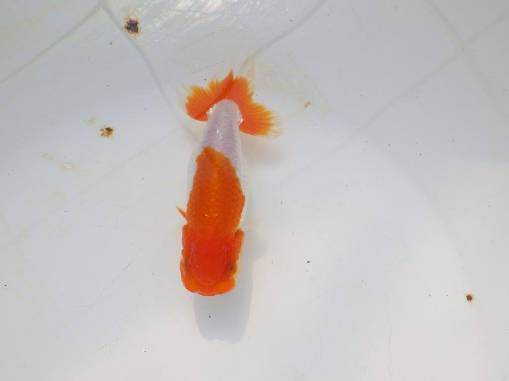 【愛知超優良系統 】メリハリのある綺麗な更紗明け二歳らんちゅう約12cm メス？