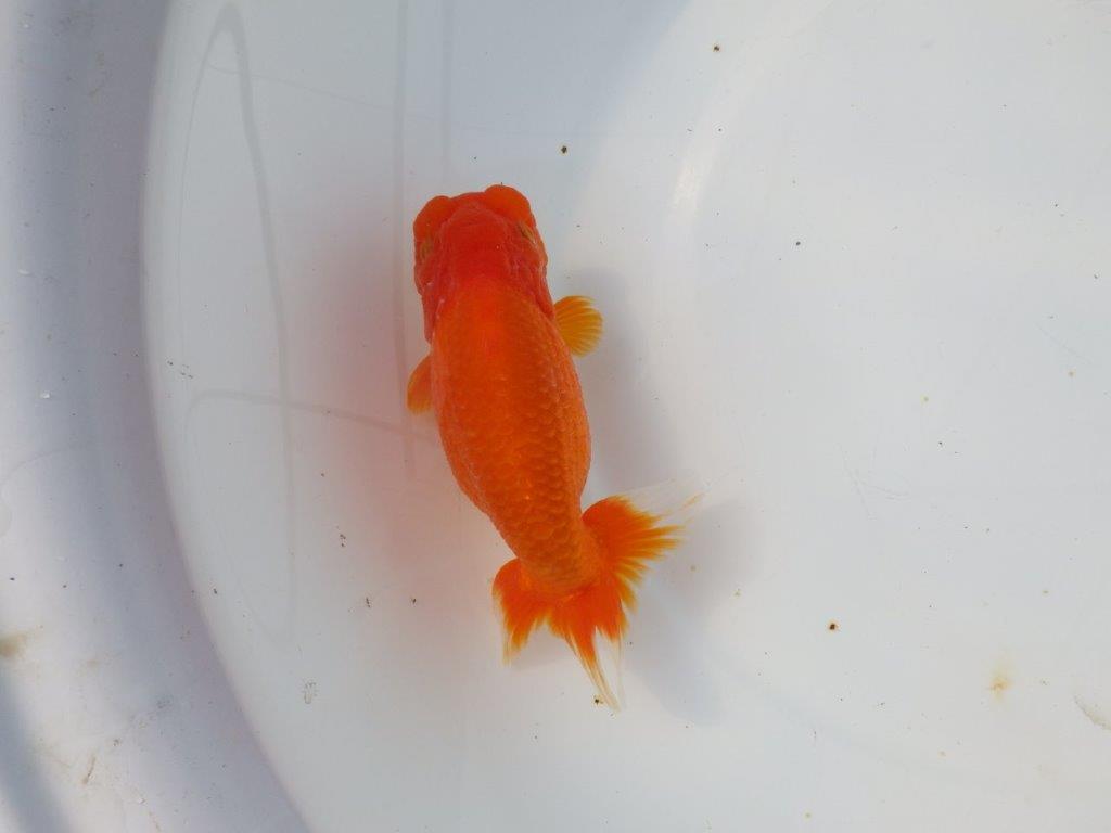 【岡山村上暢彦氏】素晴らしい雰囲気明け二歳らんちゅう約14,5㎝ メス?