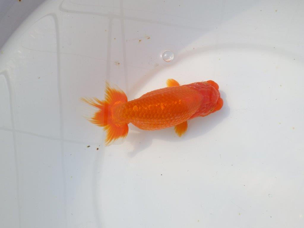 【岡山村上暢彦氏】素晴らしい雰囲気明け二歳らんちゅう約14,5㎝ メス?