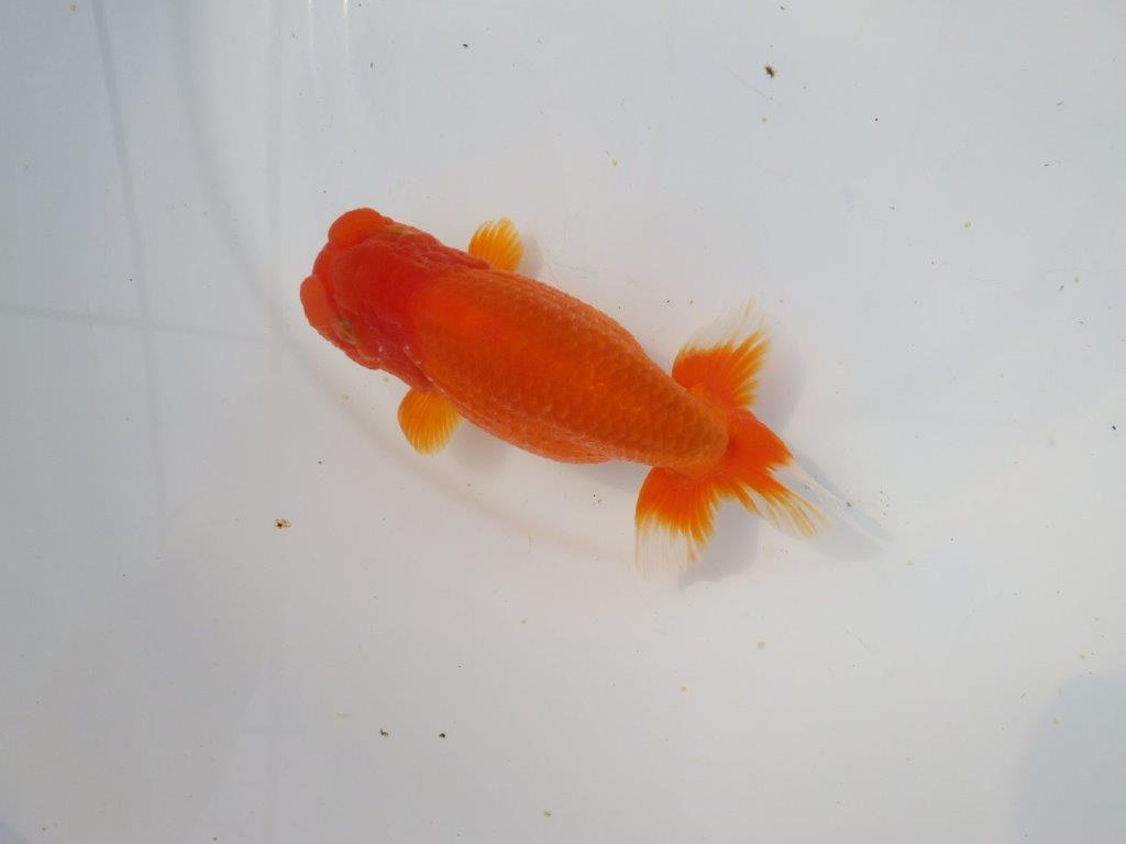 【岡山村上暢彦氏】素晴らしい雰囲気明け二歳らんちゅう約14,5㎝ メス?