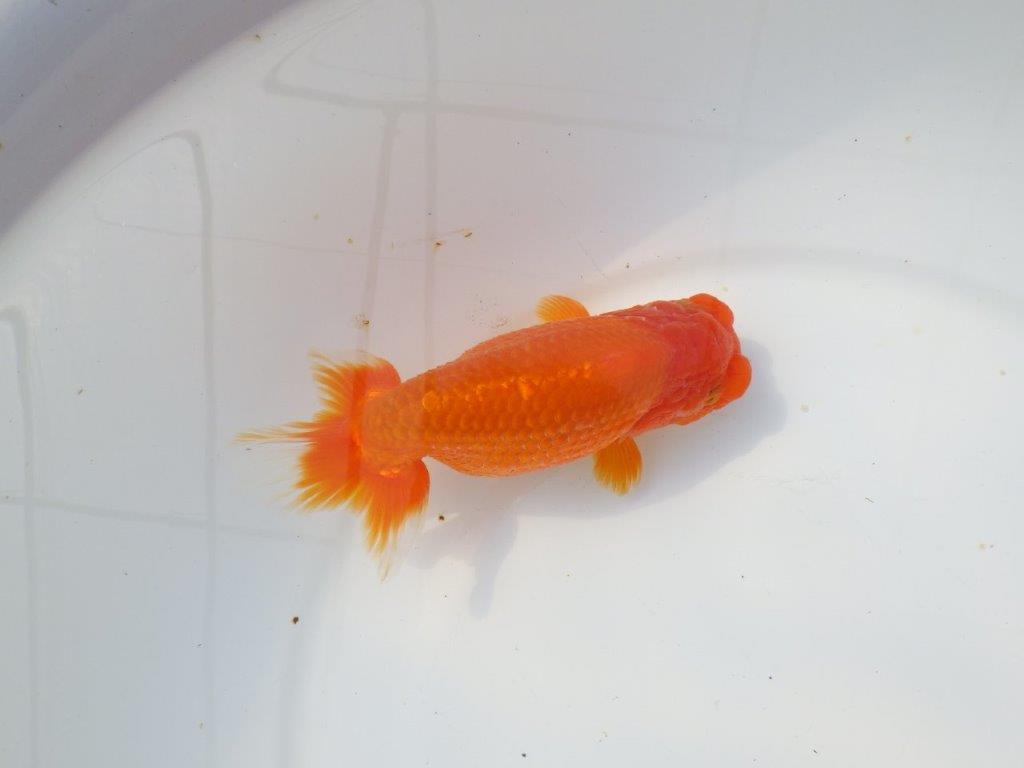 【岡山村上暢彦氏】素晴らしい雰囲気明け二歳らんちゅう約14,5㎝ メス?