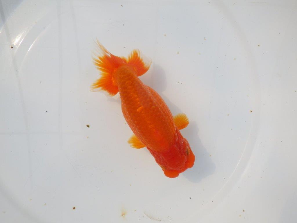 【岡山村上暢彦氏】素晴らしい雰囲気明け二歳らんちゅう約14,5㎝ メス?