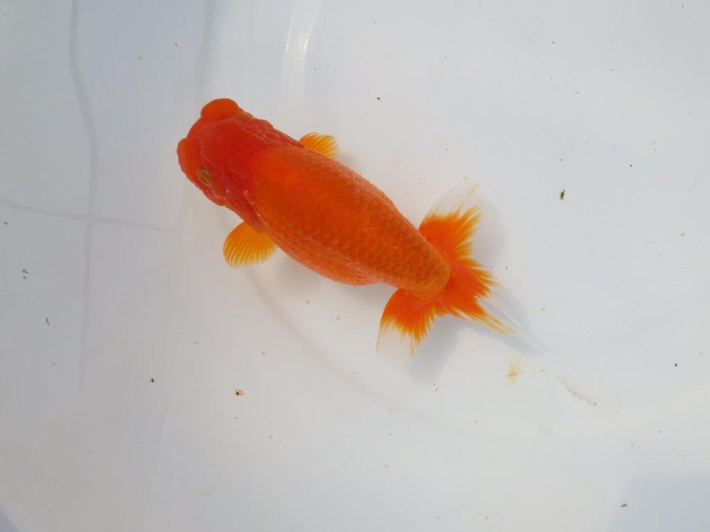 【岡山村上暢彦氏】素晴らしい雰囲気明け二歳らんちゅう約14,5㎝ メス？の上身