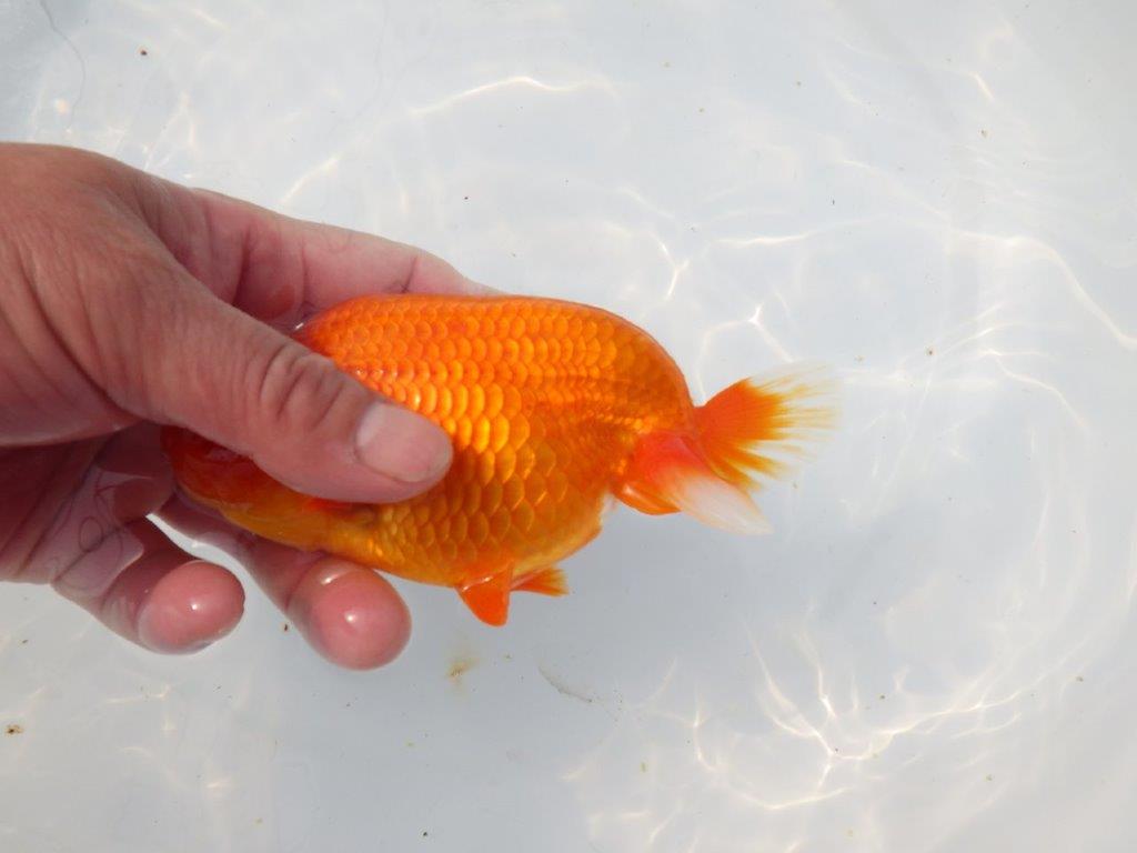 【岡山村上暢彦氏】素晴らしい雰囲気明け二歳らんちゅう約14,5㎝ メス?