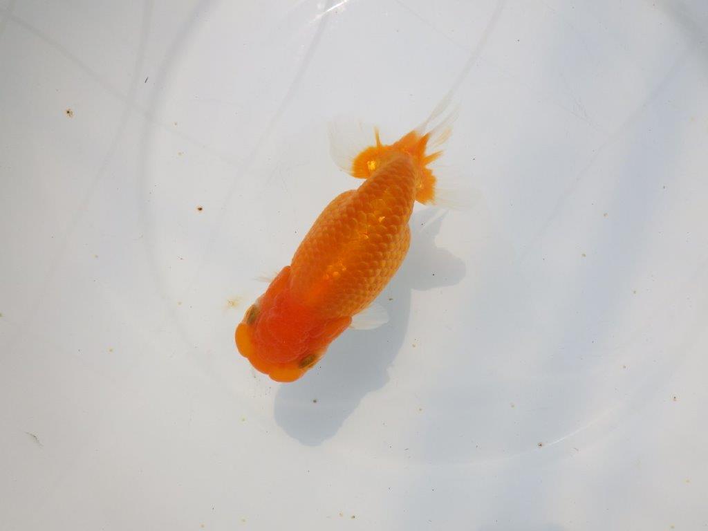 【愛知超優良系統 】背のラインが美しく水槽映え明け二歳らんちゅう約13cm メス