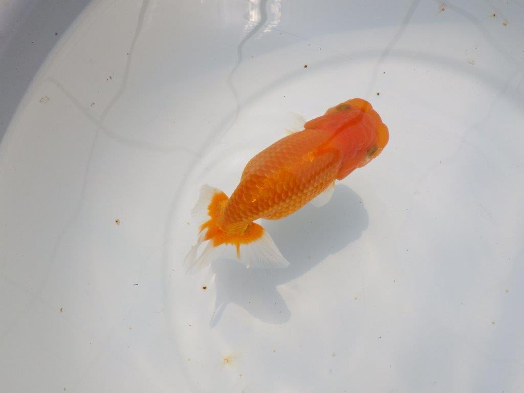 【愛知超優良系統 】背のラインが美しく水槽映え明け二歳らんちゅう約13cm メス