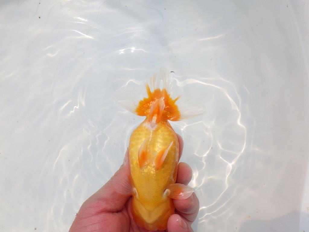 【愛知超優良系統 】背のラインが美しく水槽映え明け二歳らんちゅう約13cm メス