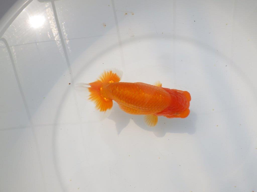 【愛知超優良系統 】頭、尾張りの良い明け二歳らんちゅう約13cm