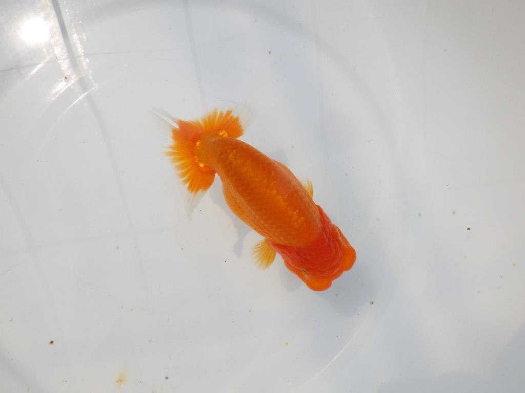 【愛知超優良系統 】頭、尾張りの良い明け二歳らんちゅう約13cm