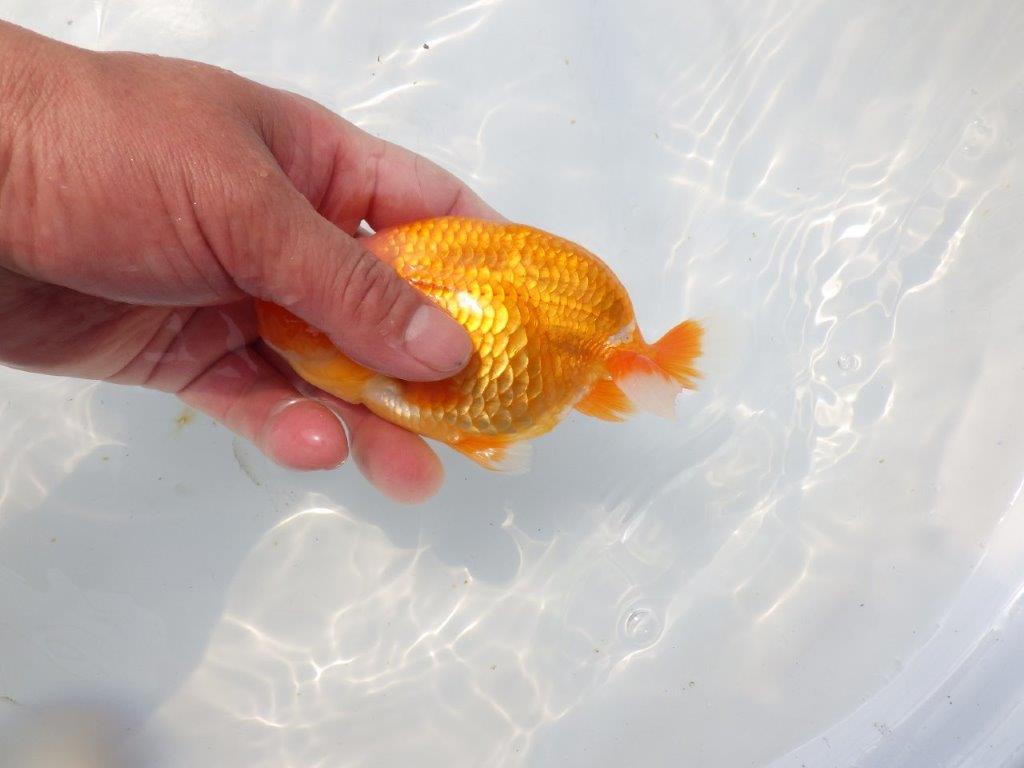 【愛知超優良系統 】頭、尾張りの良い明け二歳らんちゅう約13cm