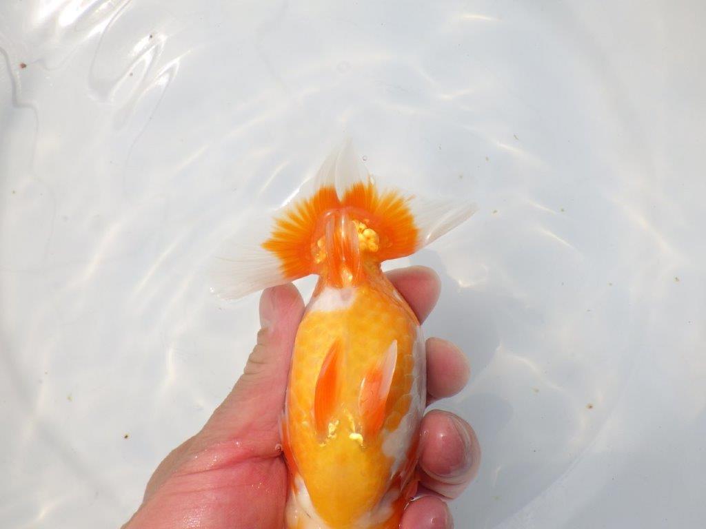 【愛知超優良系統 】桜尾・綺麗な更紗明け二歳らんちゅう約14cm メス？