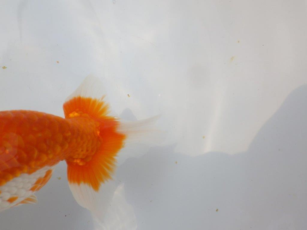 【愛知超優良系統 】桜尾・綺麗な更紗明け二歳らんちゅう約14cm メス？