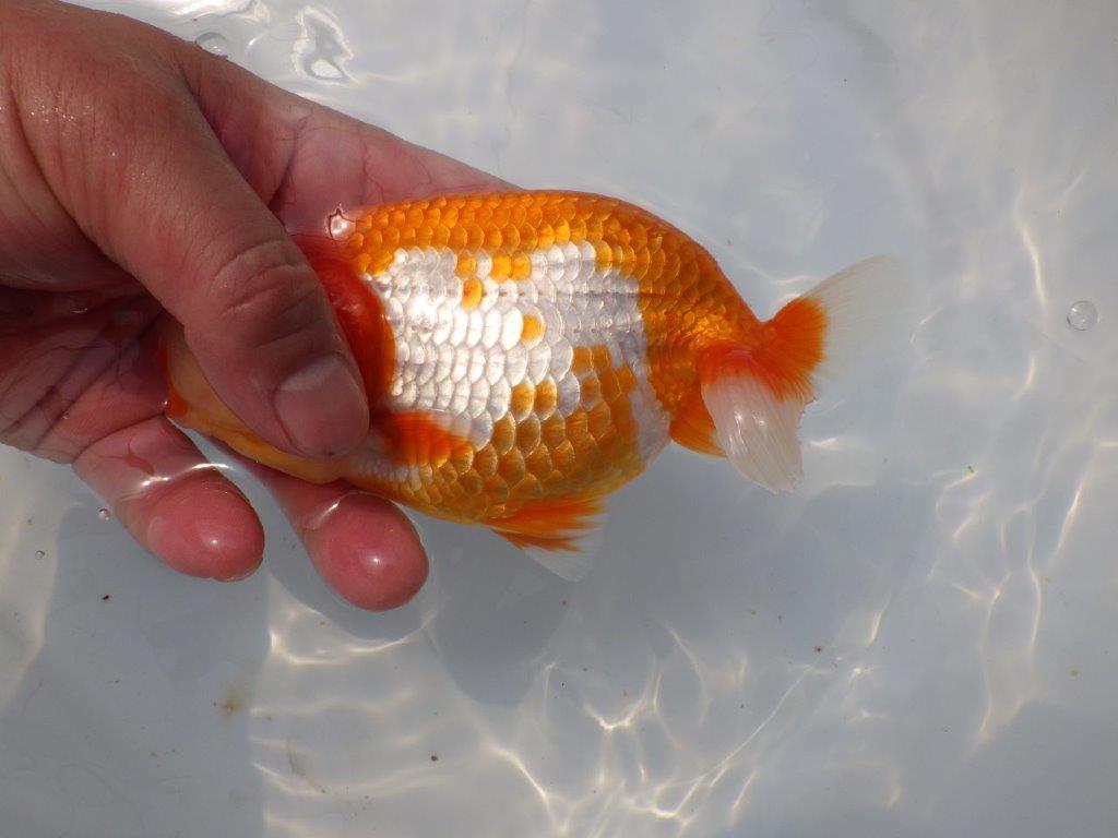 【愛知超優良系統 】桜尾・綺麗な更紗明け二歳らんちゅう約14cm メス？