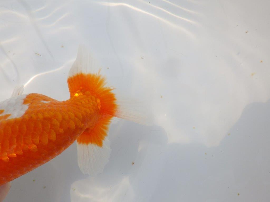 【愛知超優良系統 】桜尾・綺麗な更紗明け二歳らんちゅう約14cm メス？