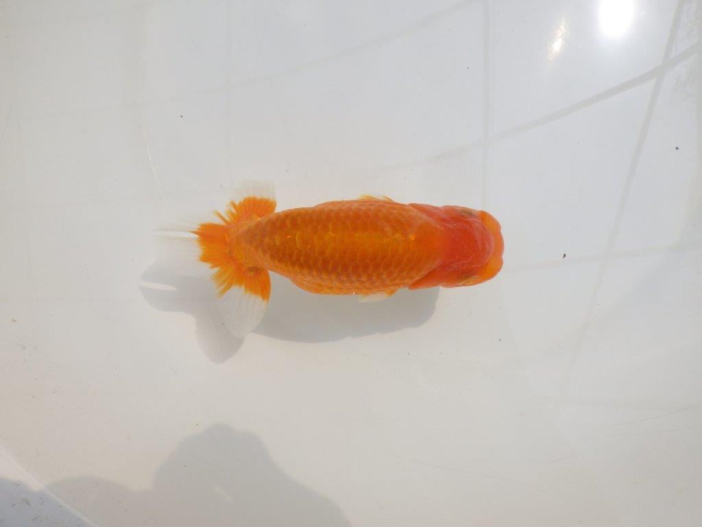 【愛知超優良系統 】尾型が良く上見もお勧め明け二歳らんちゅう約13,5cm オス?