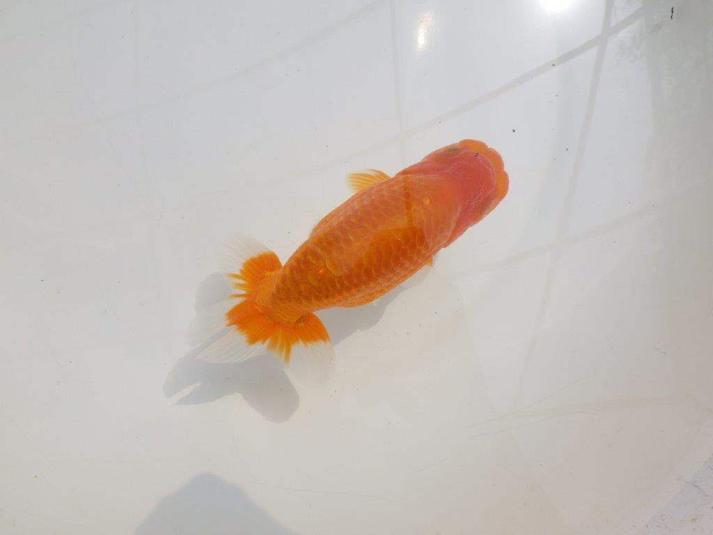 【愛知超優良系統 】尾型が良く上見もお勧め明け二歳らんちゅう約13,5cm オス?