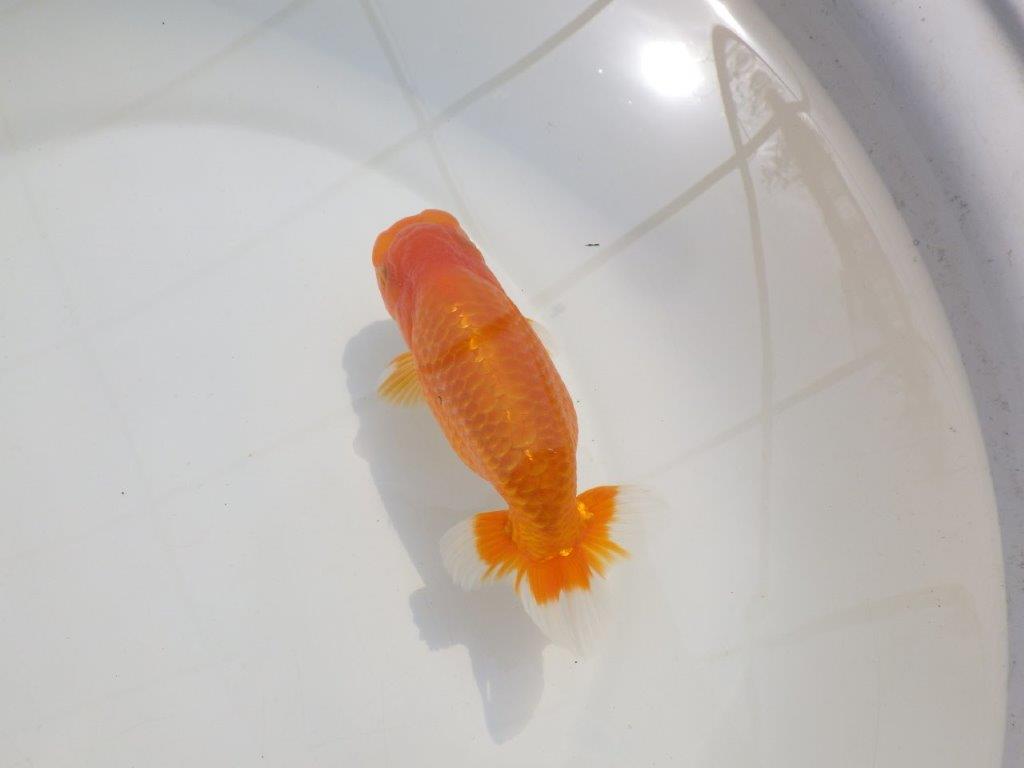 【愛知超優良系統 】尾型が良く上見もお勧め明け二歳らんちゅう約13,5cm オス?