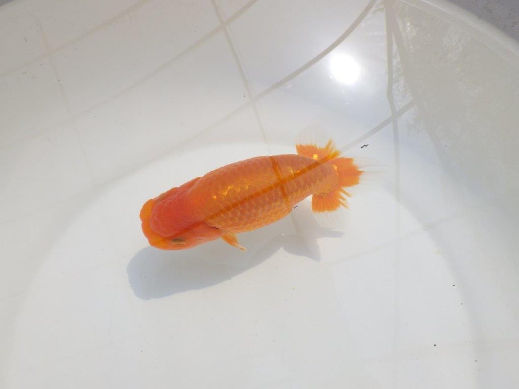 【愛知超優良系統 】尾型が良く上見もお勧め明け二歳らんちゅう約13,5cm オス?