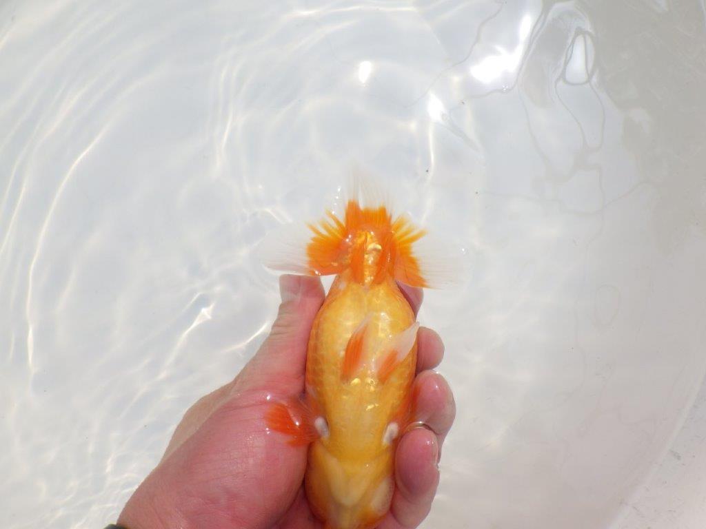 【愛知超優良系統 】尾型が良く上見もお勧め明け二歳らんちゅう約13,5cm オス?