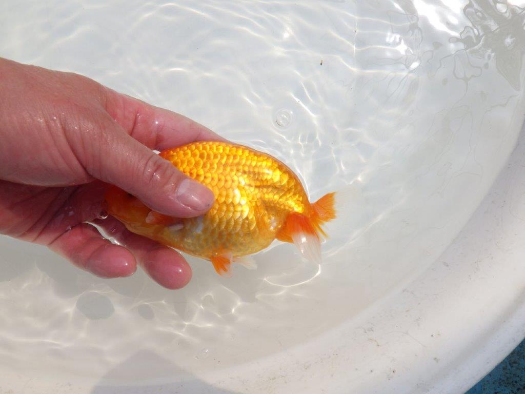 【愛知超優良系統 】尾型が良く上見もお勧め明け二歳らんちゅう約13,5cm オス?