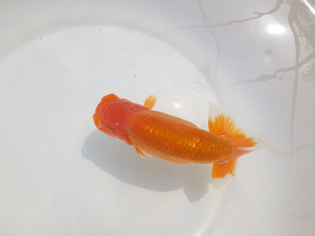 【愛知超優良系統 】尾型が良く飼い込みお勧め明け二歳らんちゅう約15cm オス?