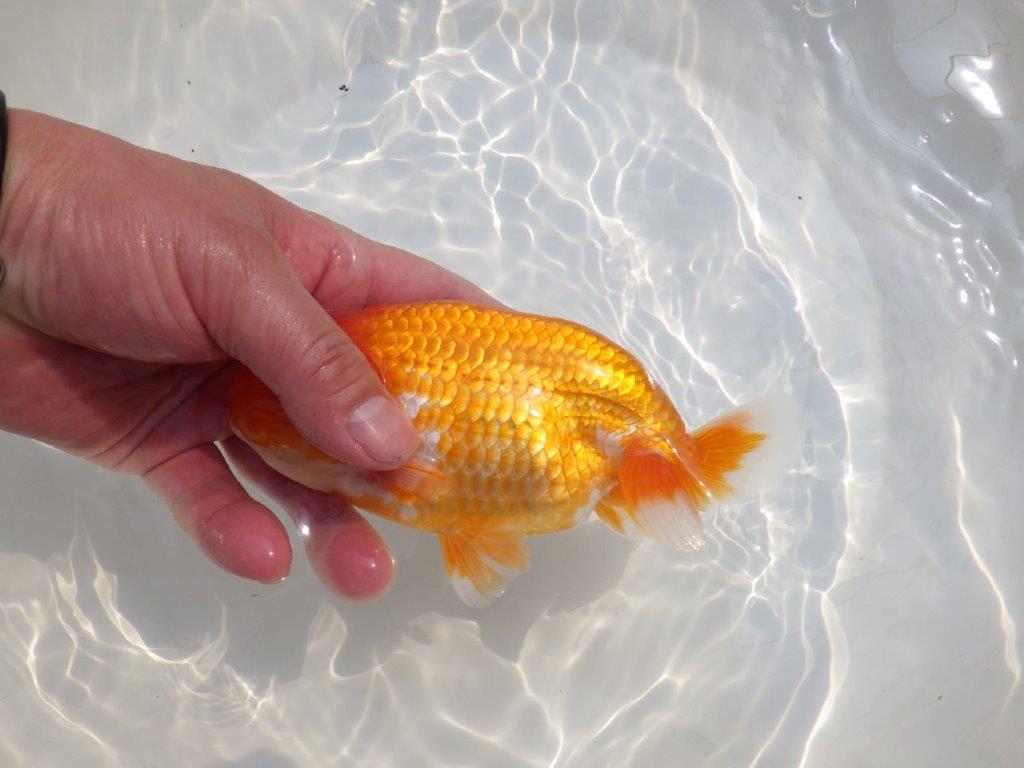 【愛知超優良系統 】尾型が良く飼い込みお勧め明け二歳らんちゅう約15cm オス?