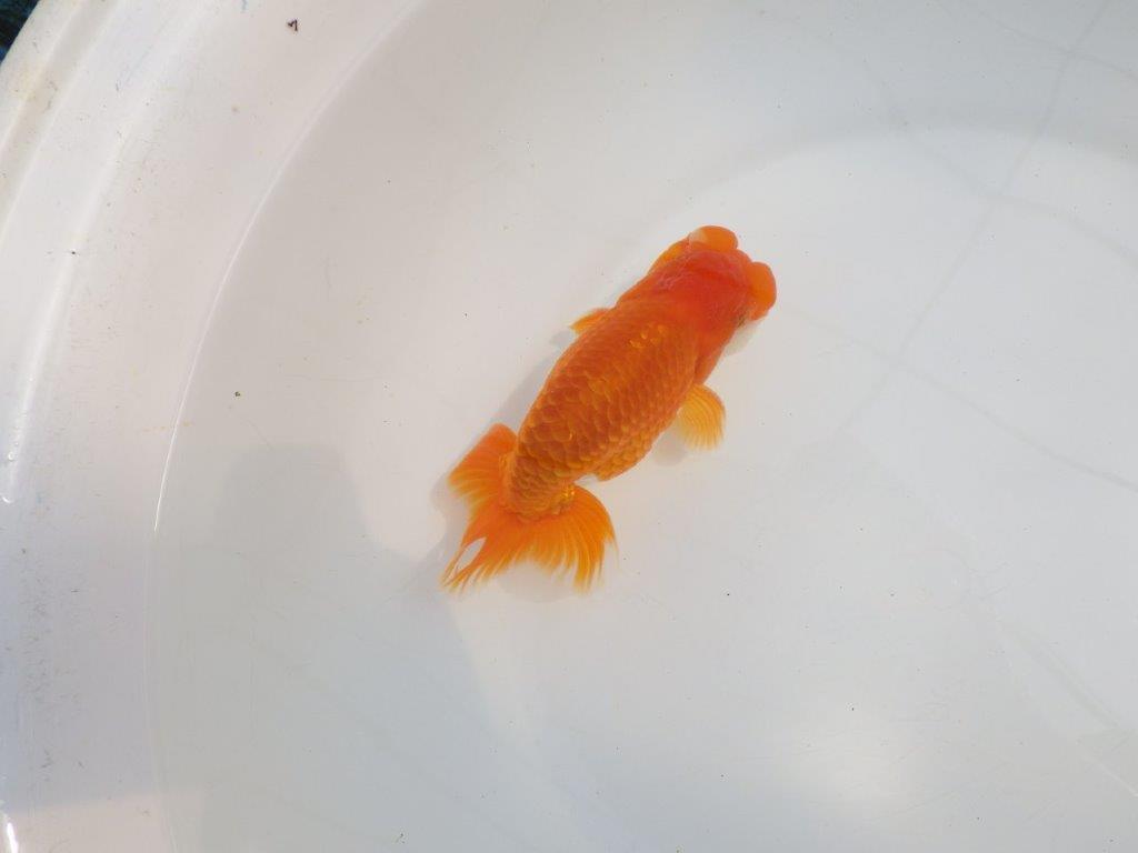 【全国大会東大関獲得系統 】頭・尾構えが良く種にも！ 明け二歳らんちゅう 約14,5㎝  オス