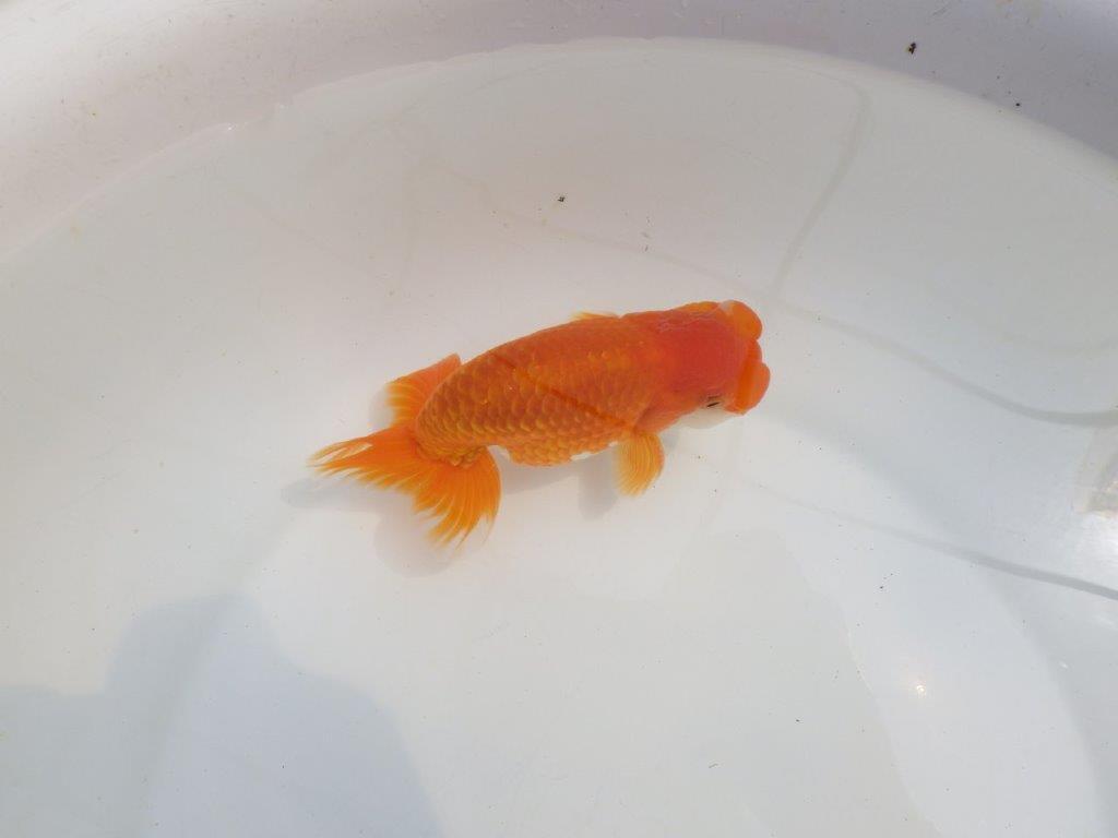 【全国大会東大関獲得系統 】頭・尾構えが良く種にも！ 明け二歳らんちゅう 約14,5㎝  オス