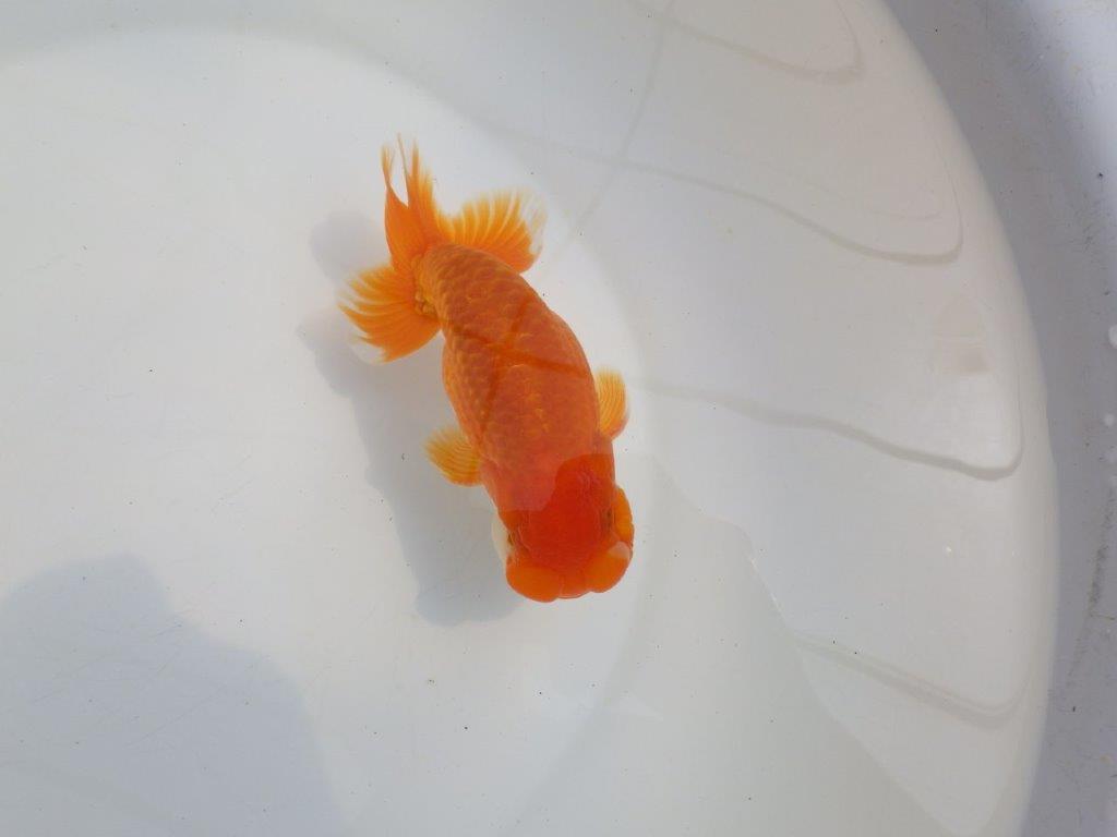 【全国大会東大関獲得系統 】頭・尾構えが良く種にも！ 明け二歳らんちゅう 約14,5㎝  オス