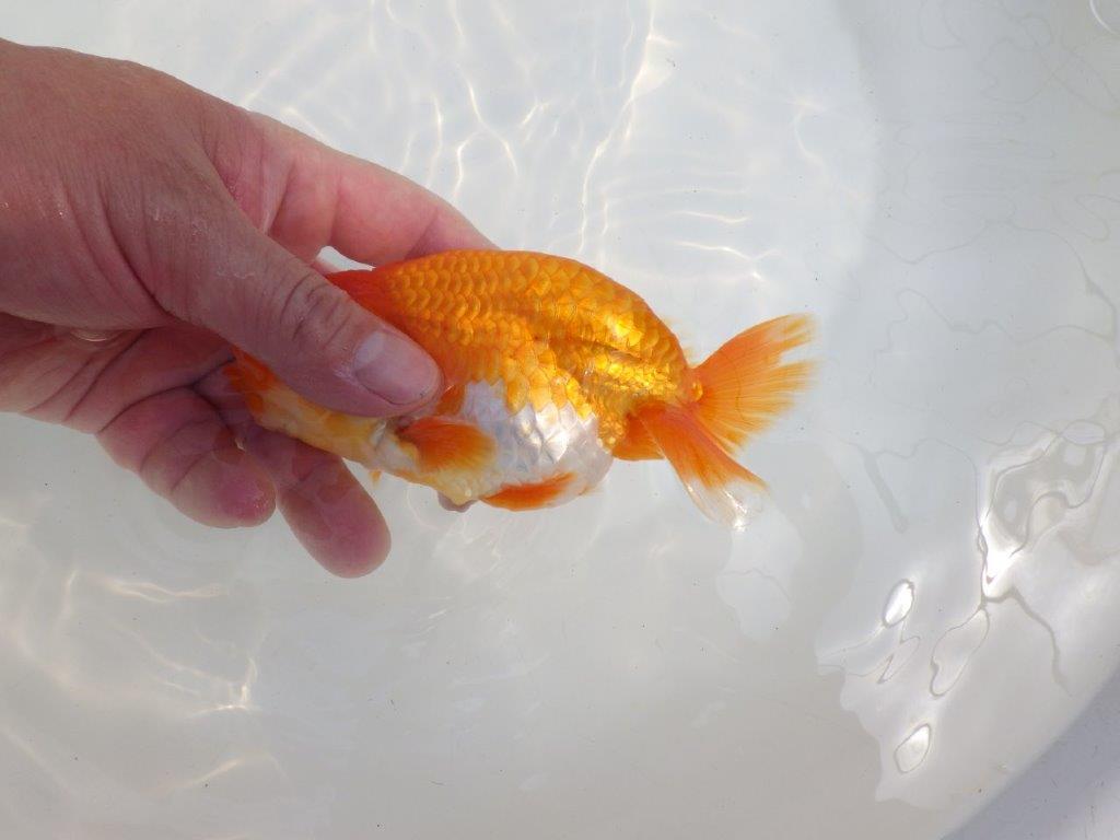 【全国大会東大関獲得系統 】頭・尾構えが良く種にも！ 明け二歳らんちゅう 約14,5㎝  オス