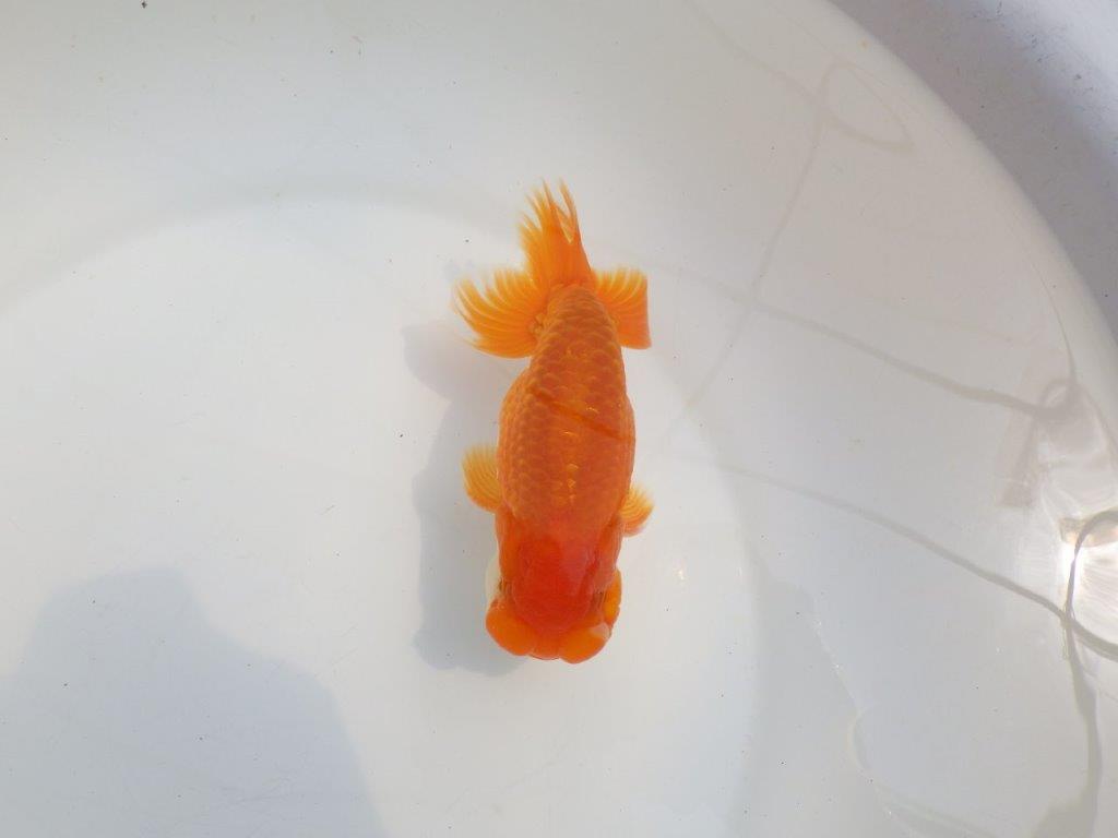 【全国大会東大関獲得系統 】頭・尾構えが良く種にも！ 明け二歳らんちゅう 約14,5㎝  オス