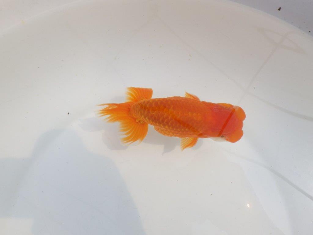 【全国大会東大関獲得系統 】頭・尾構えが良く種にも！ 明け二歳らんちゅう 約14,5㎝  オス