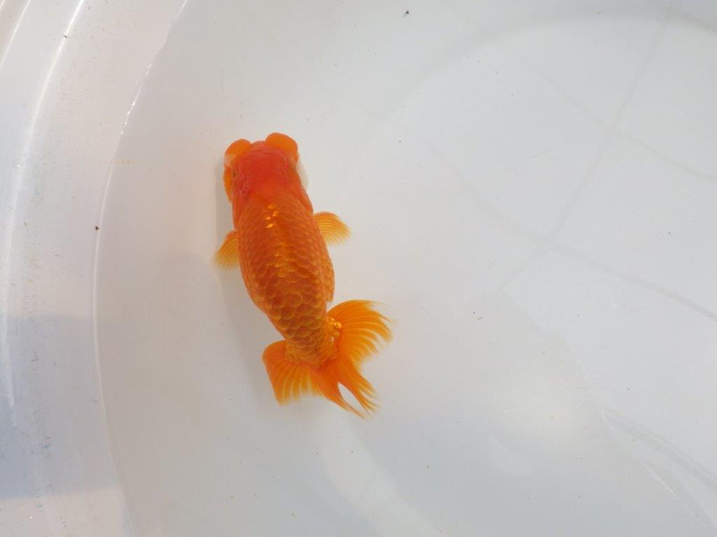 【全国大会東大関獲得系統 】頭・尾構えが良く種にも！ 明け二歳らんちゅう 約14,5㎝  オス