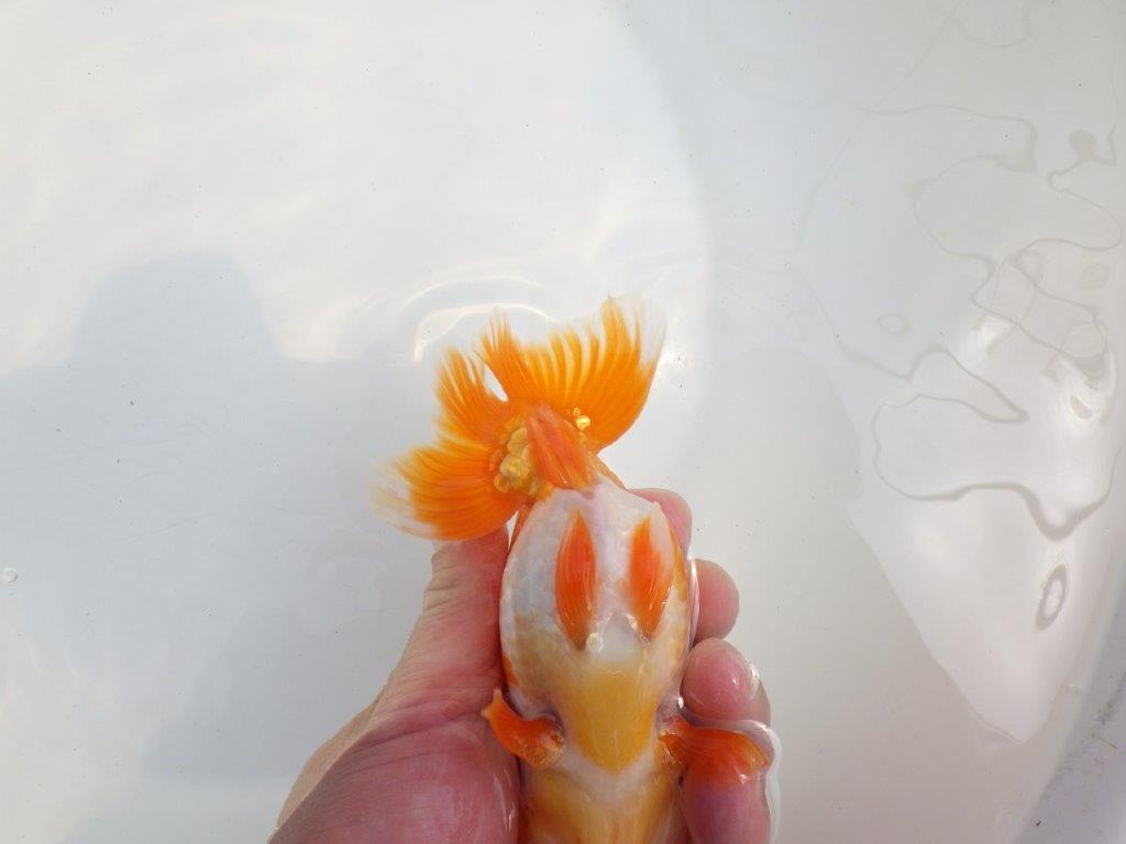 【全国大会東大関獲得系統 】頭・尾構えが良く種にも！ 明け二歳らんちゅう 約14,5㎝  オス