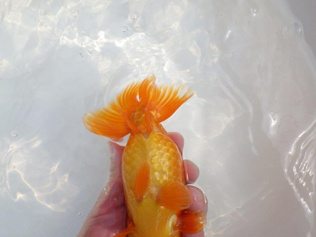 【全国大会東大関獲得系統 】雰囲気が良く親まで飼い込み！ 明け二歳らんちゅう 約16,5㎝  メス？