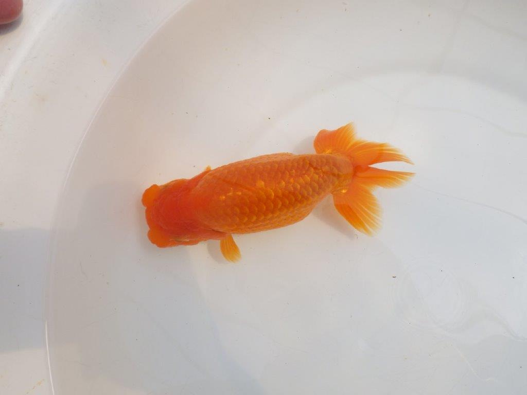 【全国大会東大関獲得系統 】雰囲気が良く親まで飼い込み！ 明け二歳らんちゅう 約16,5㎝  メス？