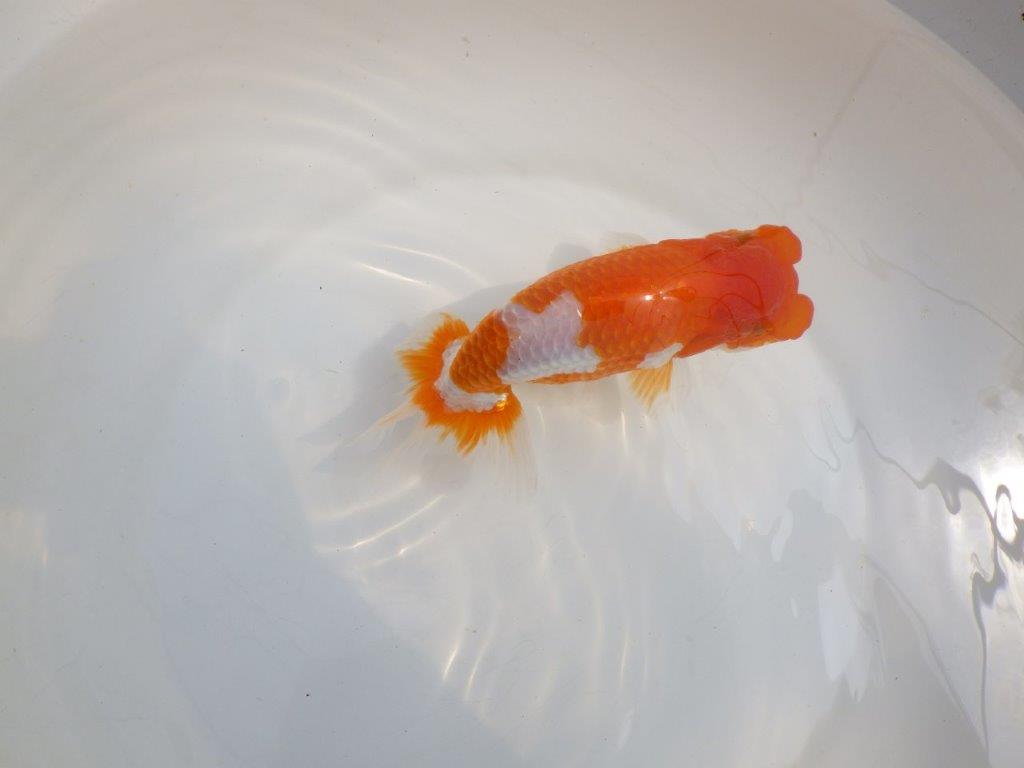 【全国大会東大関獲得系統 】フンタン！ 明け二歳らんちゅう 約16,5㎝  メス？