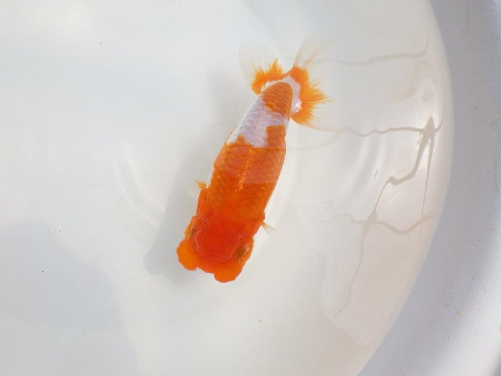 【全国大会東大関獲得系統 】フンタン！ 明け二歳らんちゅう 約16,5㎝  メス？の上身