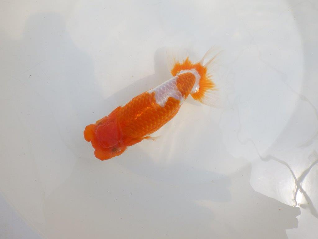 【全国大会東大関獲得系統 】フンタン！ 明け二歳らんちゅう 約16,5㎝  メス？