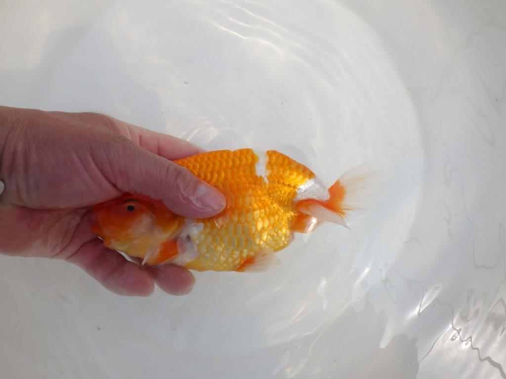 【全国大会東大関獲得系統 】フンタン！ 明け二歳らんちゅう 約16,5㎝  メス？