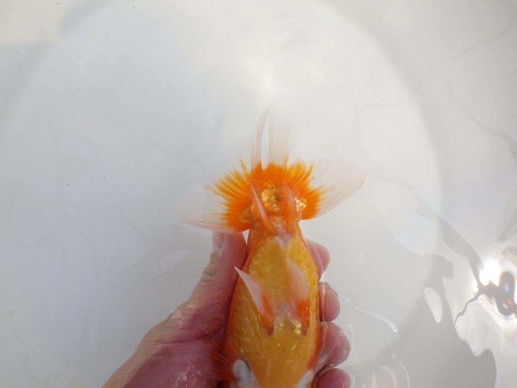 【全国大会東大関獲得系統 】フンタン！ 明け二歳らんちゅう 約16,5㎝  メス？