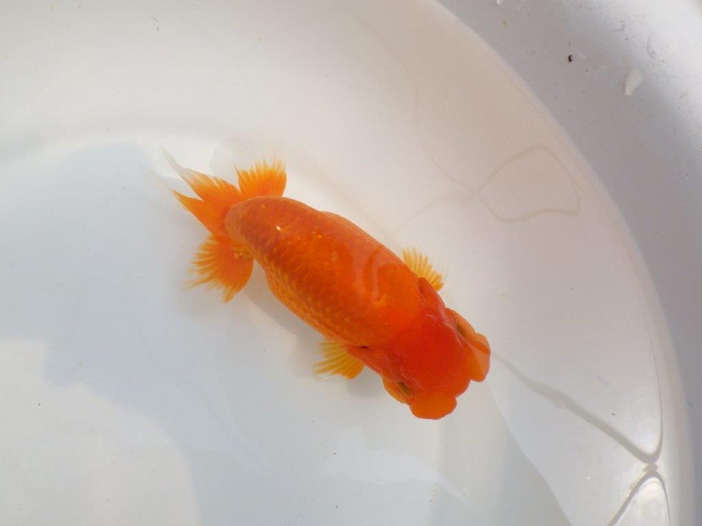 【全国大会東大関獲得系統 】大迫力!飼い込みお勧め 明け二歳らんちゅう 約17㎝ メス?