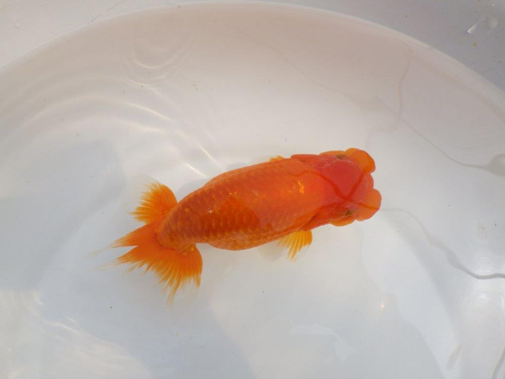 【全国大会東大関獲得系統 】大迫力!飼い込みお勧め 明け二歳らんちゅう 約17㎝ メス?