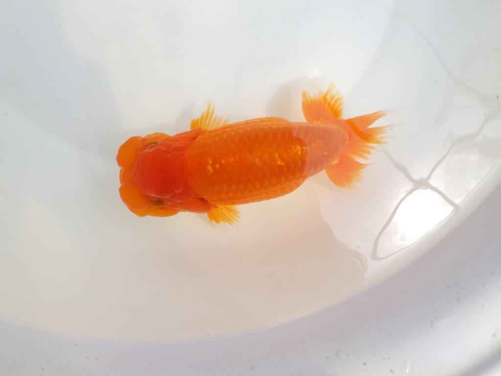 【全国大会東大関獲得系統 】大迫力!飼い込みお勧め 明け二歳らんちゅう 約17㎝ メス?