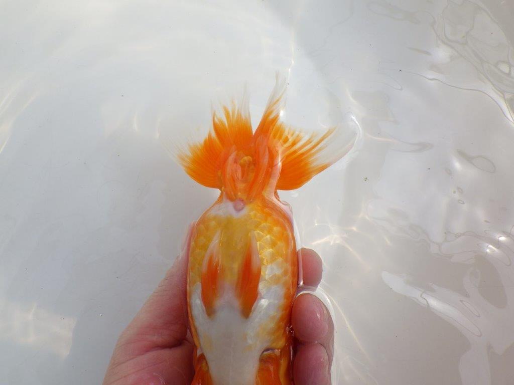 【全国大会東大関獲得系統 】大迫力!飼い込みお勧め 明け二歳らんちゅう 約17㎝ メス?