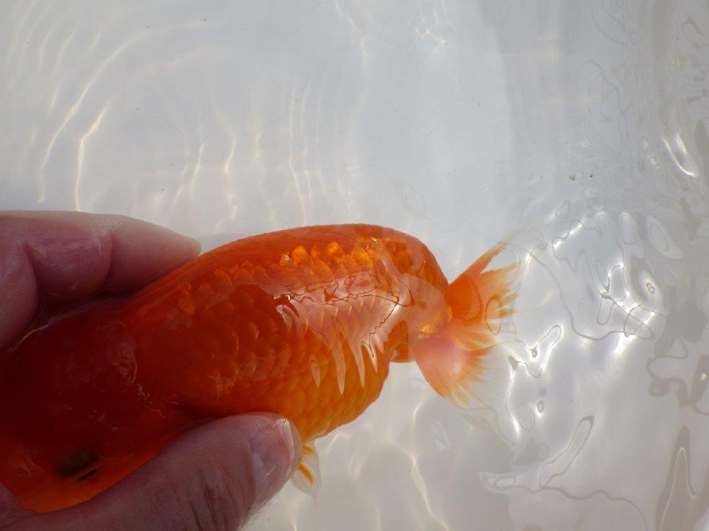 【全国大会東大関獲得系統 】大迫力!飼い込みお勧め 明け二歳らんちゅう 約17㎝ メス?