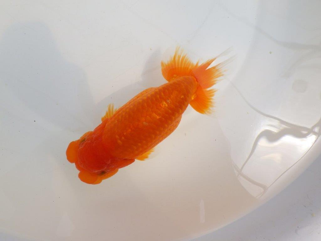 【全国大会東大関獲得系統 】大迫力!飼い込みお勧め 明け二歳らんちゅう 約17㎝ メス?