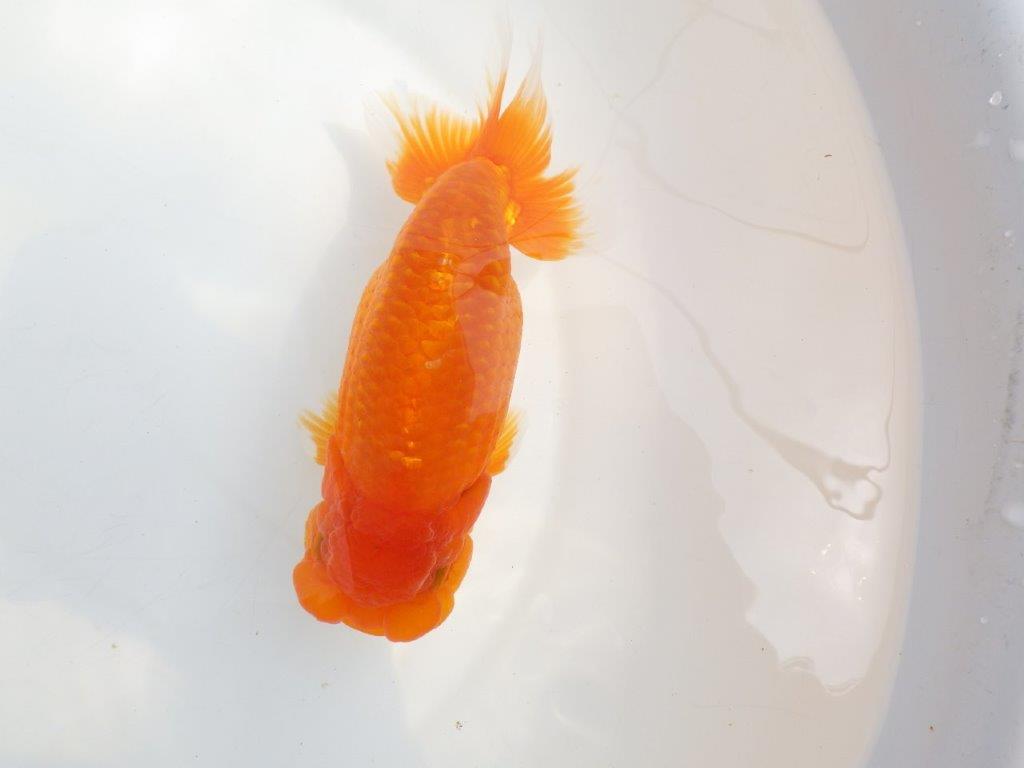 【全国大会東大関獲得系統 】大迫力！飼い込みお勧め 明け二歳らんちゅう 約17㎝  メス？の上身